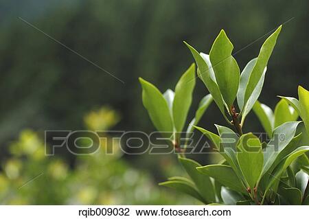 Stock Image - Japanese Star Anise. Fotosearch