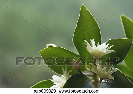 Japanese Star Anise View Large Photo Image Stock Photo - Japanese Star Anise. Fotosearch