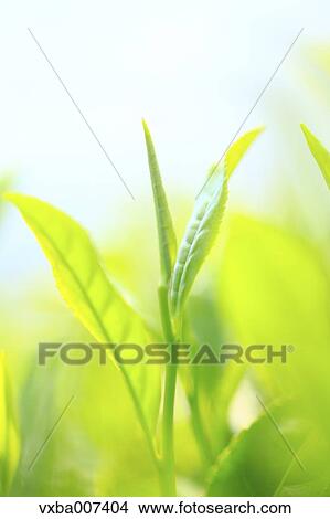 Japanese tea View Large Photo Image Picture - Japanese tea. Fotosearch