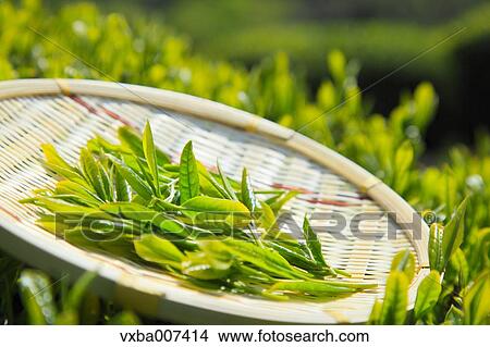 Picture - Japanese tea. Fotosearch