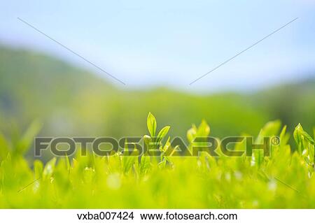 Picture - Japanese tea. Fotosearch