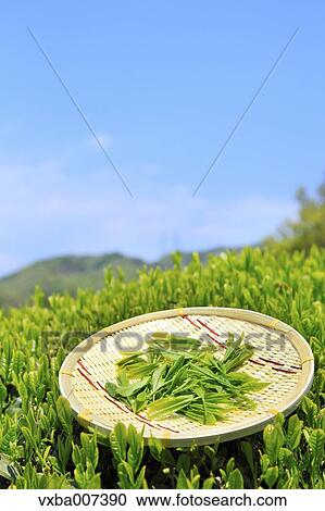 Japanese tea View Large Photo Image Stock Image - Japanese tea. Fotosearch
