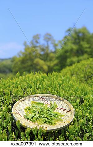 Japanese tea View Large Photo Image Stock Image - Japanese tea. Fotosearch