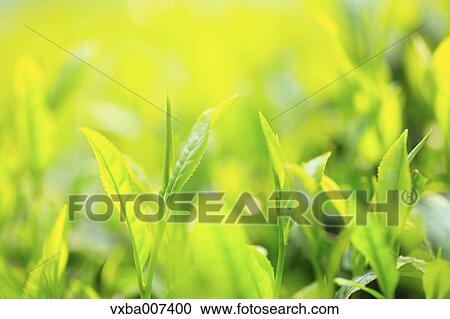 Stock Image - Japanese tea. Fotosearch