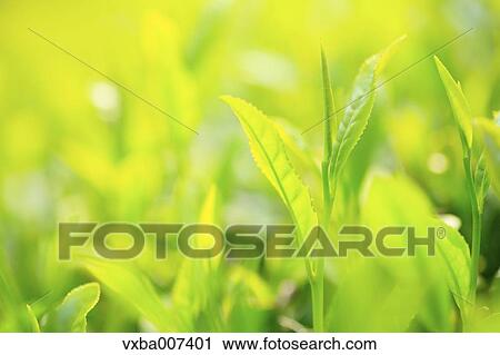 Japanese tea View Large Photo Image Stock Image - Japanese tea. Fotosearch
