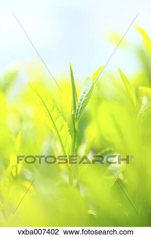 Stock Image - Japanese tea. Fotosearch