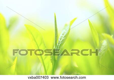 Japanese tea View Large Photo Image Stock Image - Japanese tea. Fotosearch