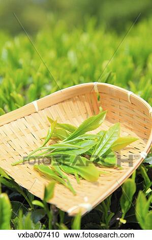 Stock Image - Japanese tea. Fotosearch