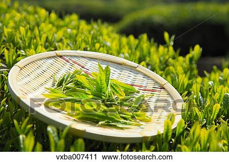Stock Image - Japanese tea. Fotosearch
