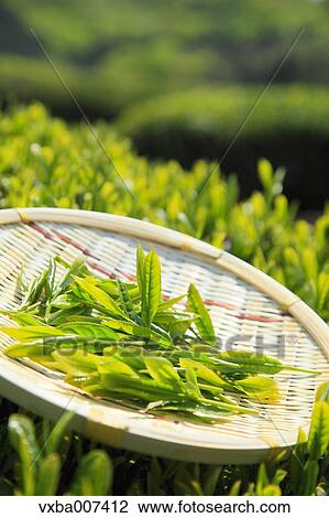 Japanese tea View Large Photo Image Stock Image - Japanese tea. Fotosearch