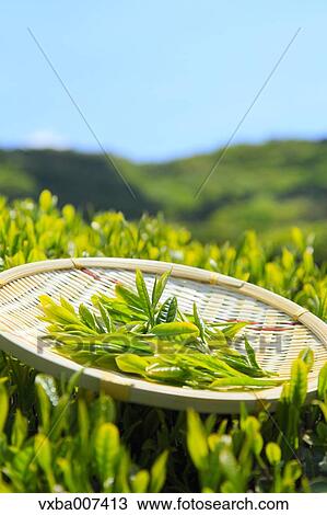 Japanese tea View Large Photo Image Stock Image - Japanese tea. Fotosearch