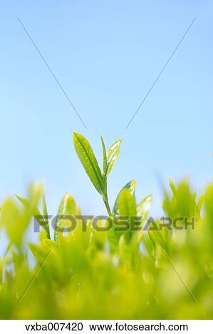 Stock Image - Japanese tea. Fotosearch