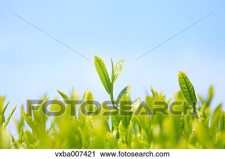 Stock Image - Japanese tea. Fotosearch