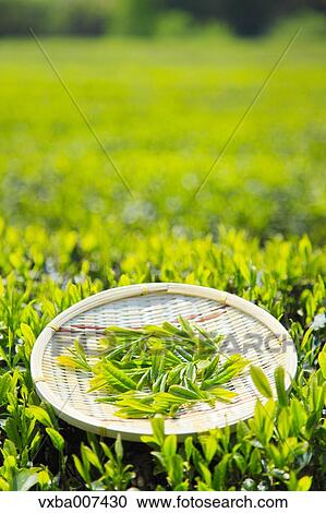 Japanese tea View Large Photo Image Stock Image - Japanese tea. Fotosearch