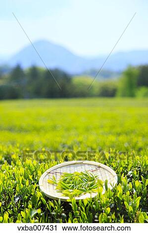 Japanese tea View Large Photo Image Stock Image - Japanese tea. Fotosearch