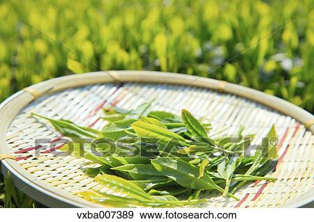 Japanese tea View Large Photo Image Stock Photo - Japanese tea. Fotosearch