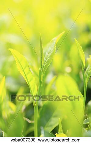 Stock Photo - Japanese tea. Fotosearch