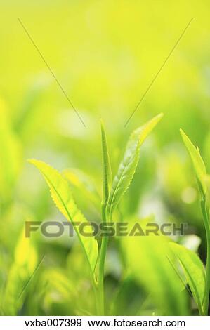 Stock Photo - Japanese tea. Fotosearch