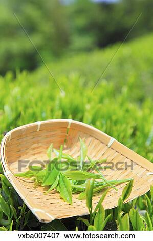 Japanese tea View Large Photo Image Stock Photo - Japanese tea. Fotosearch