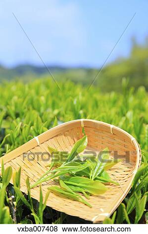 Japanese tea View Large Photo Image Stock Photo - Japanese tea. Fotosearch