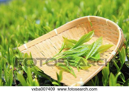 Japanese tea View Large Photo Image Stock Photo - Japanese tea. Fotosearch