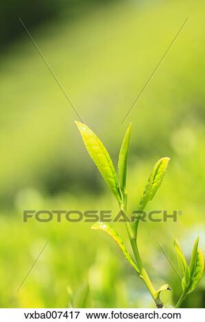 Stock Photo - Japanese tea. Fotosearch