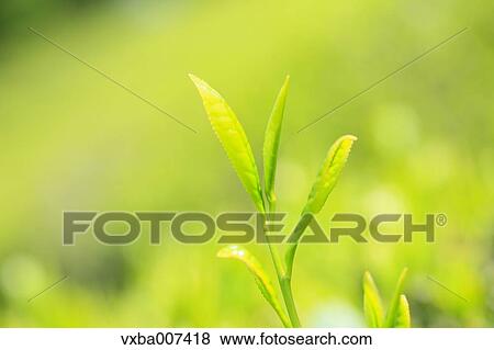 Japanese tea View Large Photo Image Stock Photo - Japanese tea. Fotosearch