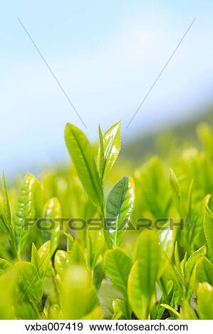 Stock Photo - Japanese tea. Fotosearch