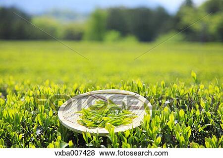 Japanese tea View Large Photo Image Stock Photo - Japanese tea. Fotosearch
