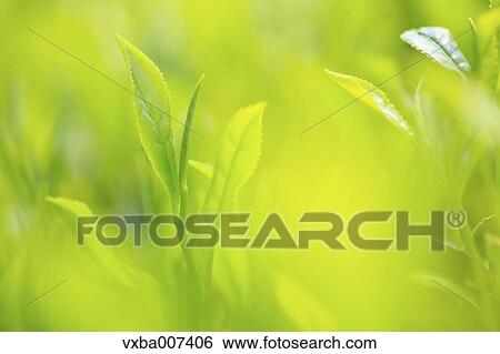 Stock Photograph - Japanese tea. Fotosearch