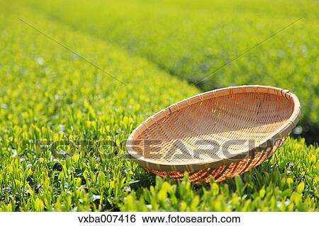Stock Photograph - Japanese tea. Fotosearch
