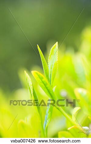 Japanese tea View Large Photo Image Stock Photograph - Japanese tea. Fotosearch