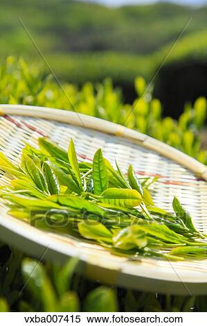 Japanese tea View Large Photo Image Stock Photography - Japanese tea. Fotosearch