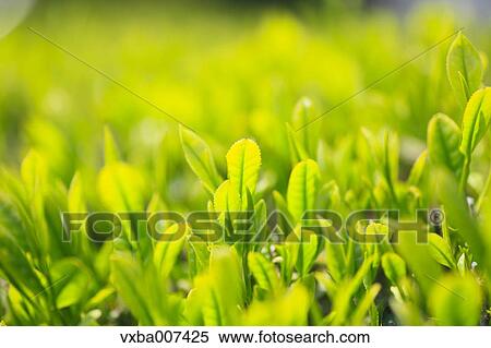 Stock Photography - Japanese tea. Fotosearch