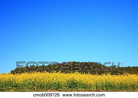"Kagoshima Prefecture, Japan" View Large Photo Image Stock Photograph - "Kagoshima Prefecture, Japan". Fotosearch