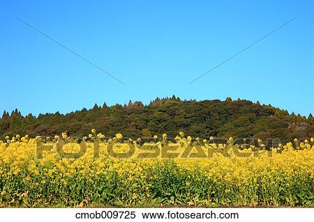 "Kagoshima Prefecture, Japan" View Large Photo Image Stock Photography - "Kagoshima Prefecture, Japan". Fotosearch