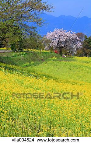 "Kanagawa Prefecture, Japan" View Large Photo Image Picture - "Kanagawa Prefecture, Japan". Fotosearch