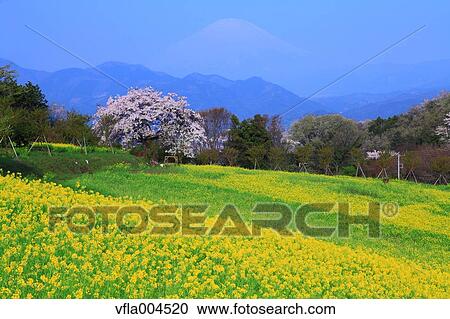 "Kanagawa Prefecture, Japan" View Large Photo Image Stock Image - "Kanagawa Prefecture, Japan". Fotosearch