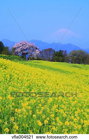 "Kanagawa Prefecture, Japan" View Large Photo Image Stock Image - "Kanagawa Prefecture, Japan". Fotosearch