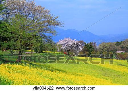 "Kanagawa Prefecture, Japan" View Large Photo Image Stock Image - "Kanagawa Prefecture, Japan". Fotosearch