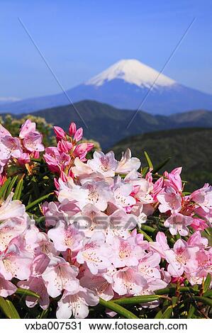 "Kanagawa Prefecture, Japan" View Large Photo Image Stock Image - "Kanagawa Prefecture, Japan". Fotosearch
