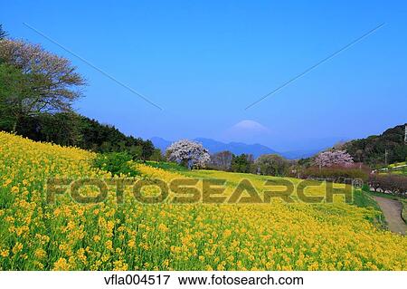"Kanagawa Prefecture, Japan" View Large Photo Image Stock Photo - "Kanagawa Prefecture, Japan". Fotosearch