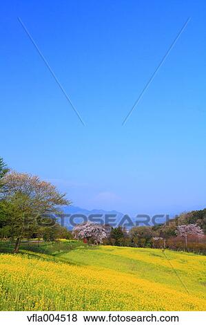 "Kanagawa Prefecture, Japan" View Large Photo Image Stock Photo - "Kanagawa Prefecture, Japan". Fotosearch