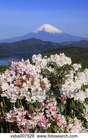 "Kanagawa Prefecture, Japan" View Large Photo Image Stock Photo - "Kanagawa Prefecture, Japan". Fotosearch