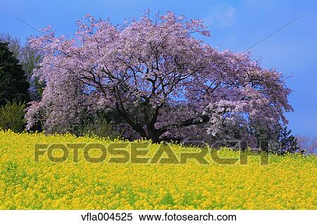"Kanagawa Prefecture, Japan" View Large Photo Image Stock Photography - "Kanagawa Prefecture, Japan". Fotosearch