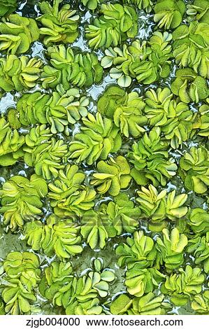 Stock Image - Kariba Weed. Fotosearch