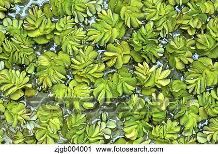 Stock Image - Kariba Weed. Fotosearch