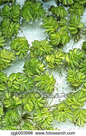 Stock Photo - Kariba Weed. Fotosearch