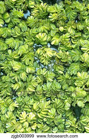 Stock Photo - Kariba Weed. Fotosearch