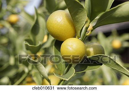 Kumquat View Large Photo Image Stock Image - Kumquat. Fotosearch
